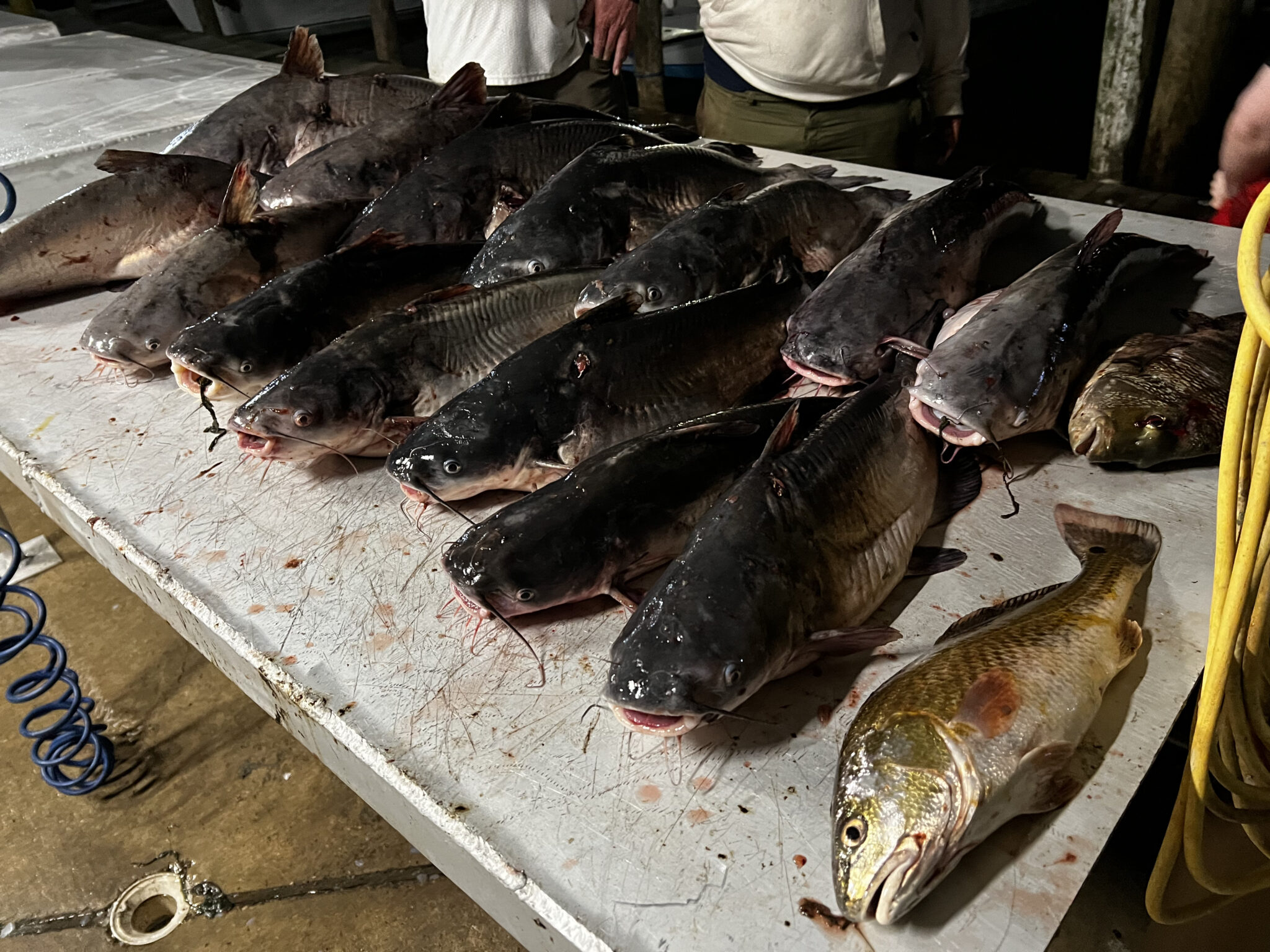 Predator Bowfishing catch